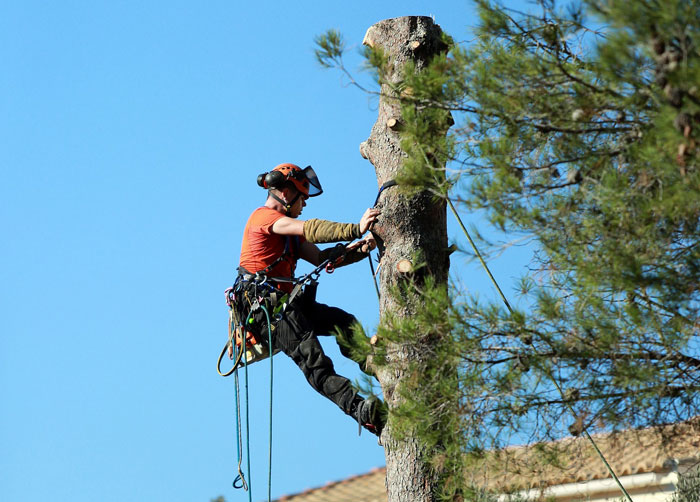 Création jardin à Balma